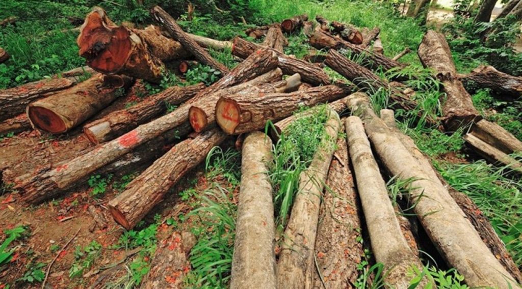 वन समूहसँगै सरकारको लगानीमा काठ उद्योग