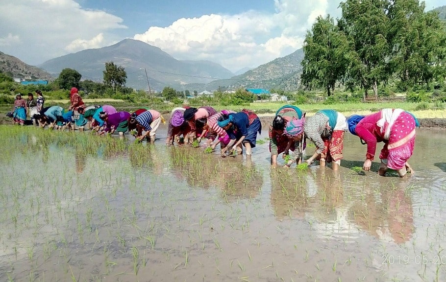 जुम्लामा शुरु भयो मार्सी धानको रोपाइँ image