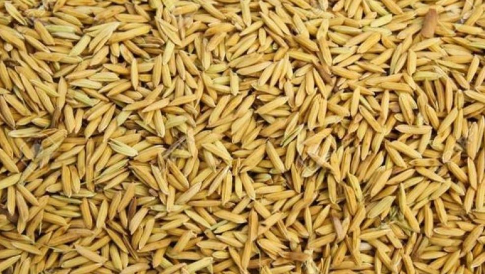 उन्नत जातको धानको बीउ कृषकलाई बितरण