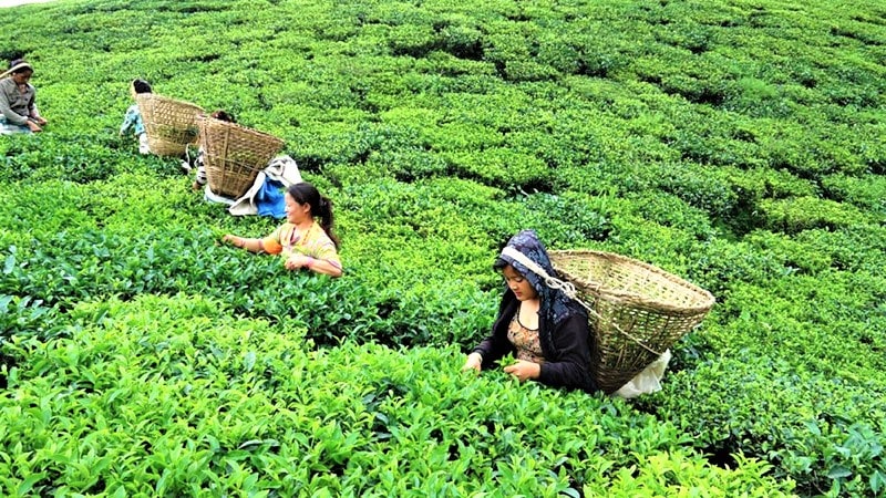 चिया, कफि तथा अलैचीको बजारीकरणमा समस्या image