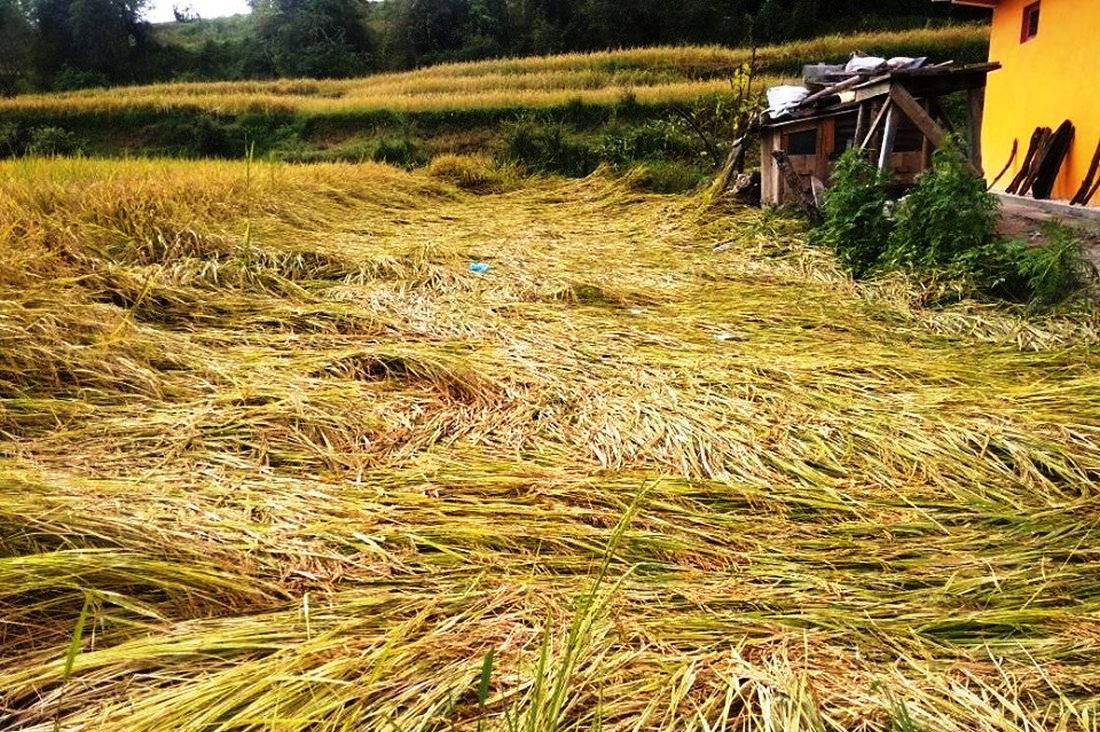 लगातारको झरीले धानको बिउ नष्ट image