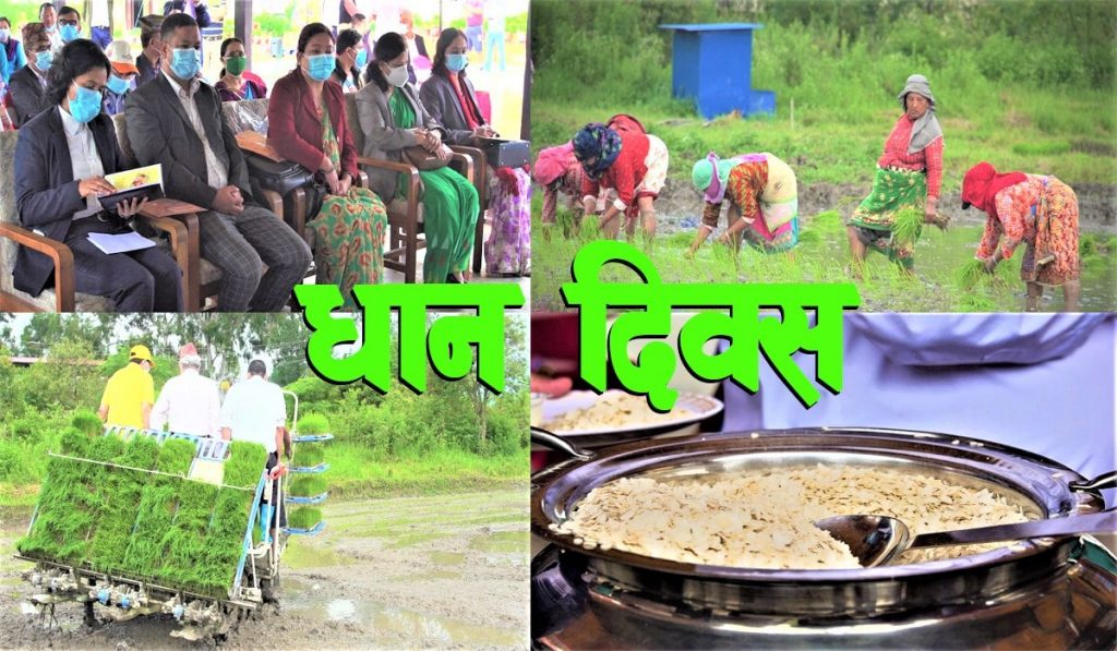 यसरी मनाउँदै छ धान दिवश