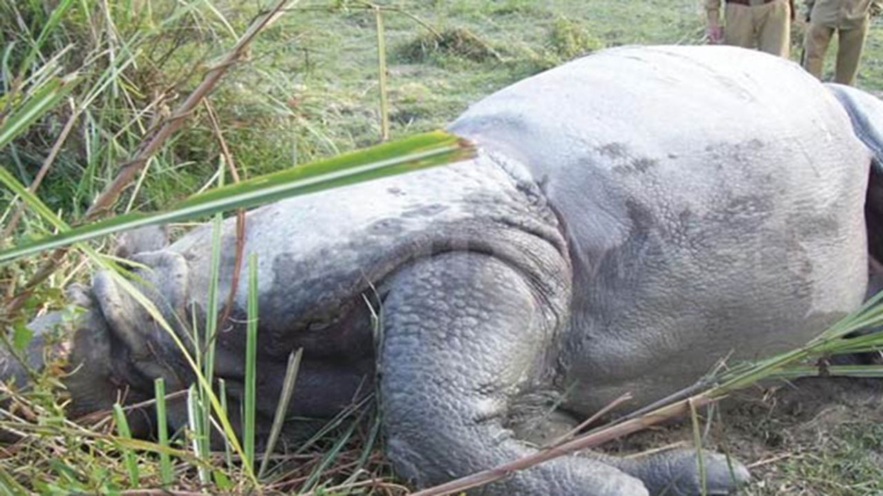 चितवनमा साउनयता ९ वटा गैँडा मरे image