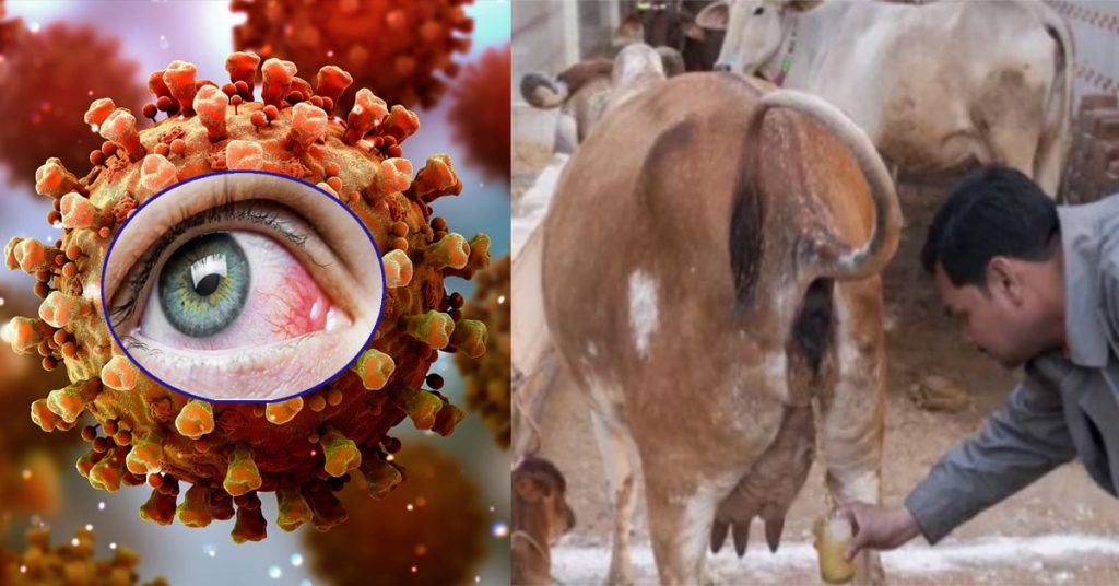 स्थानीय जातका गाईको गहुँतले कालो ढुसीबाट बचाउने