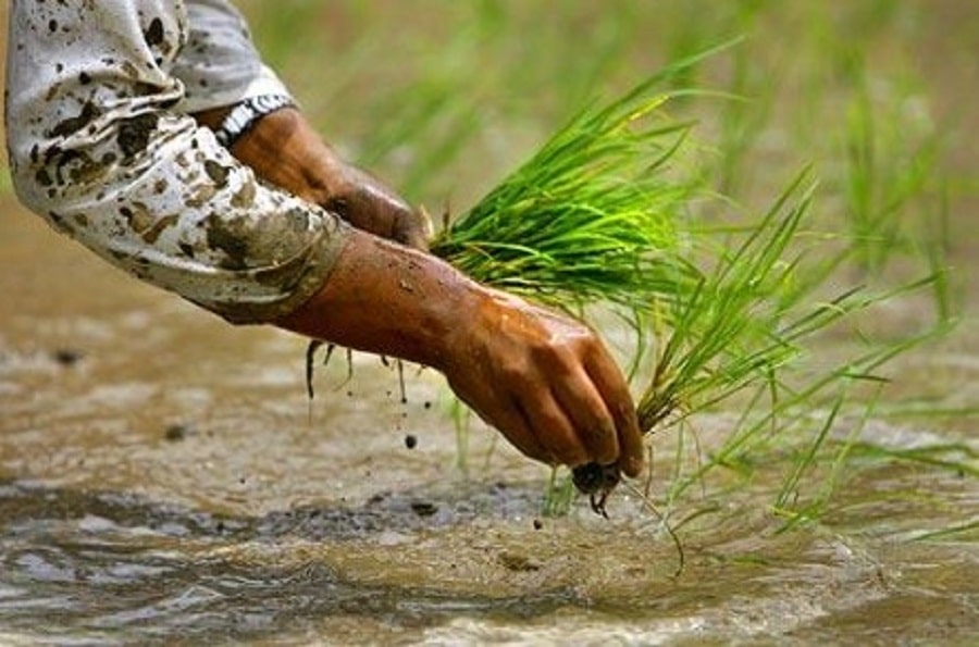 देशभर ७२ प्रतिशत मात्र धान रोपाइँ, गत वर्षको तुलनामा १२ प्रतिशत कम