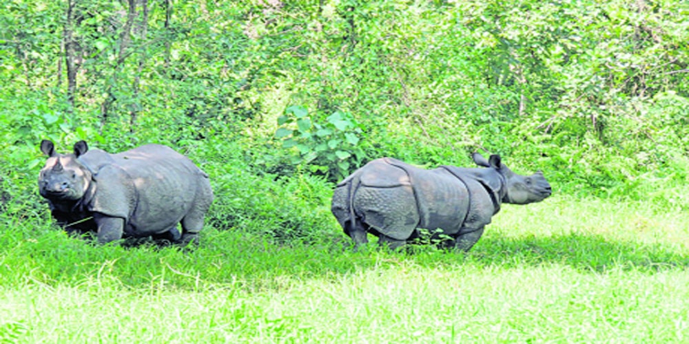 निकुञ्जको पश्चिमी क्षेत्रमा गैँडा अधिक