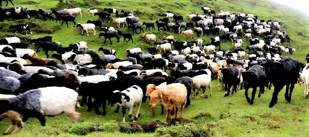 पाटनका सातजना गोठाला सम्पर्कविहीन