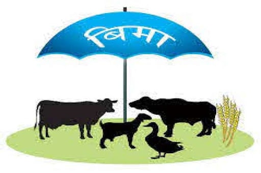 किसानकै गोठमै पुगेर वडाले निःशुल्क गरिदियो पशु बीमा image