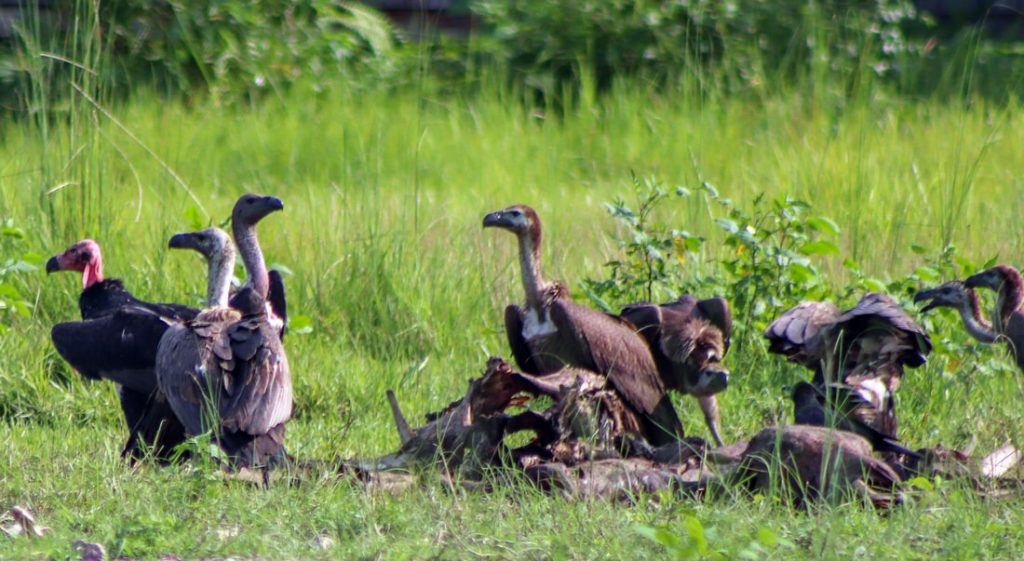 गौ संरक्षणले गिद्ध संरक्षणमा राहत