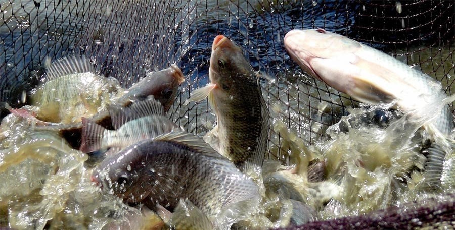 सेतीका माछा जोगाउन जलचर समूह गठन