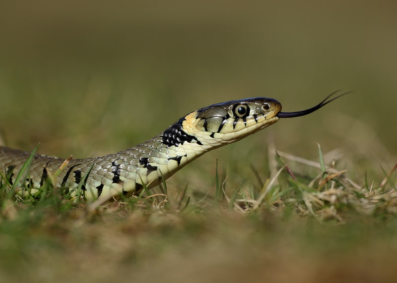 सर्पको डसाइबाट महिलाको मृत्यु