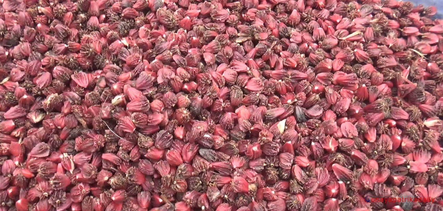 अलँैचीबाट एक अर्ब ३५ करोड आम्दानी image