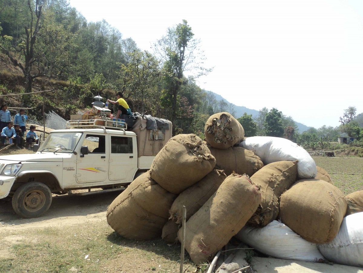 खोटाङका किसान सिन्कौली खेतीमा आकर्षित image