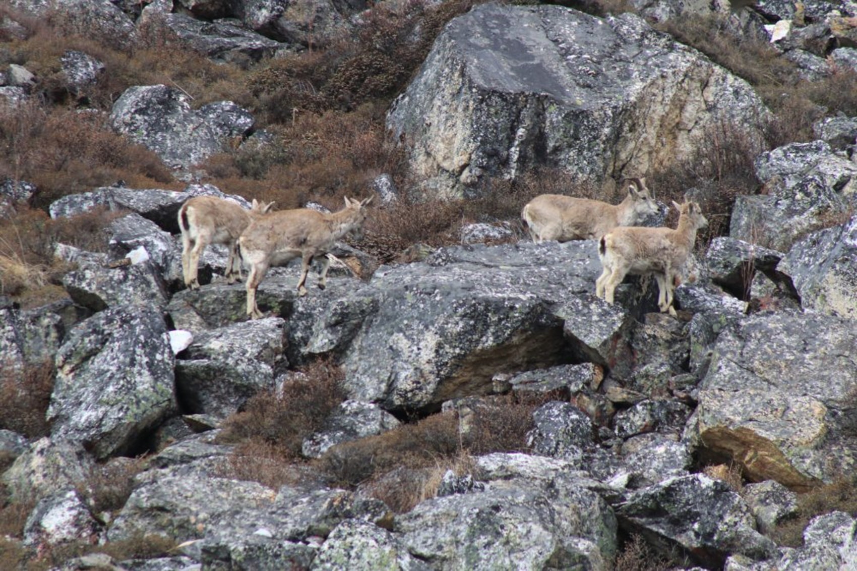 कञ्चनजङ्घा संरक्षण क्षेत्रमा नाउरको सङ्ख्या बढ्दो image