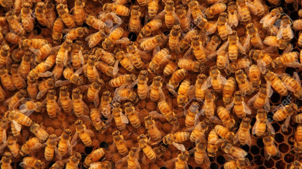 अज्ञात रोगले मरे चरनमा लगिएका २०० घार मौरी