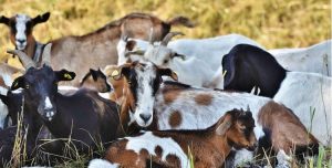 भैँसीपालन व्यवसाय छाडेर बाख्रापाल स् वार्षिक लाखौँ आम्दानी लिन्छन् गौचन image