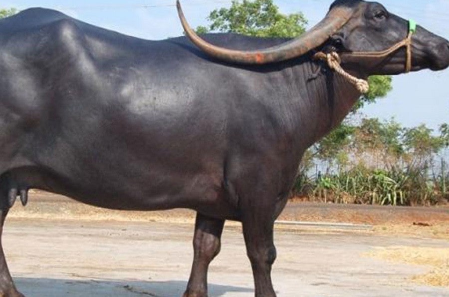 वालिङका कृषकलाई भैँसी वितरण image