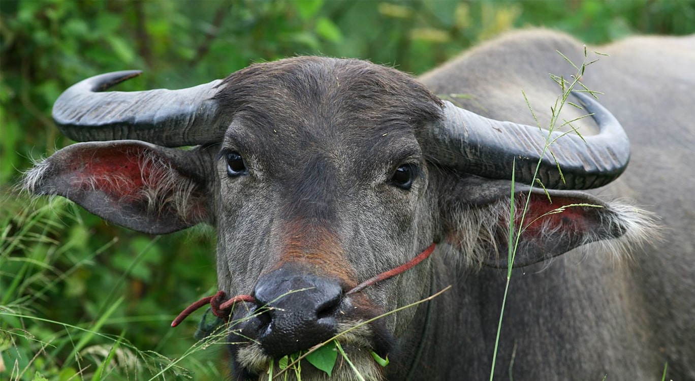 भारतीय चोरले लुटेका भैँसी सशस्त्र प्रहरीले फिर्ता ल्यायो image