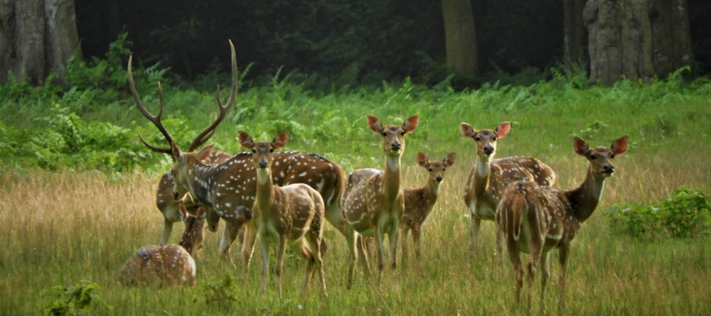 महामारीले चितवनमा घटे आधा पर्यटक