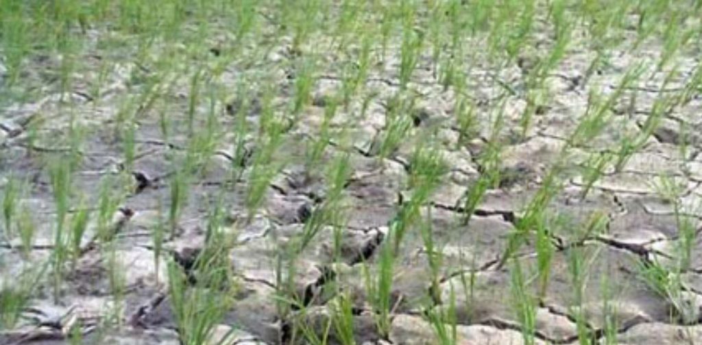 बाँकेमा खडेरीले धान सुक्दै
