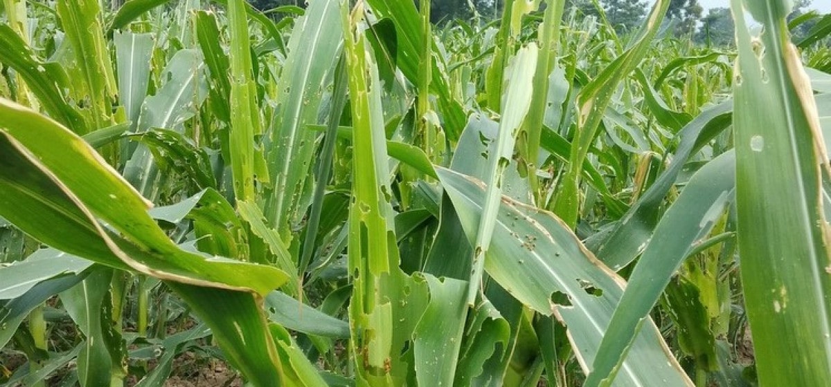 ३६ रोपनी क्षेत्रमा लगाइएको मकैबाली नष्ट image