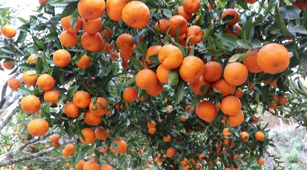 सुन्तला खेतीमा आकर्षण image
