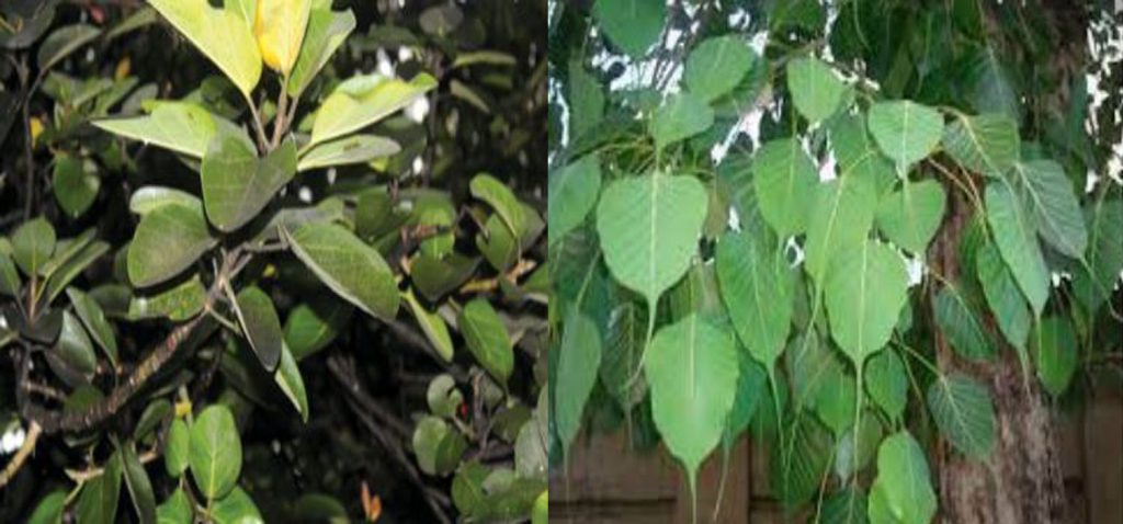 मासिन थाल्यो वरपीपल