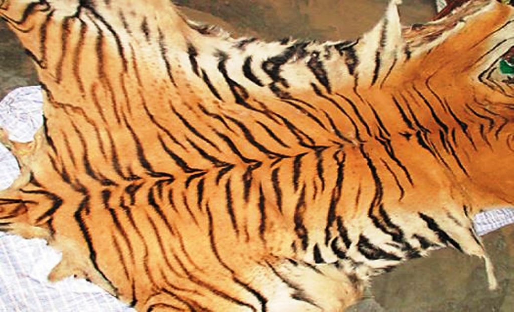 पाटेबाघको छालासहित दुई पक्राउ image