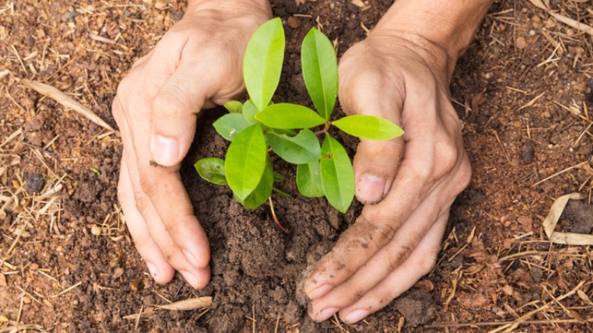 आयआर्जनका लागि वनमा फलफूलका बिरुवा रोपण