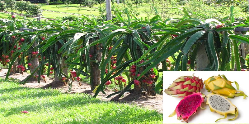 किसानलाई प्रेरित गर्न गाउँपालिकाद्वारा ड्रागन खेती