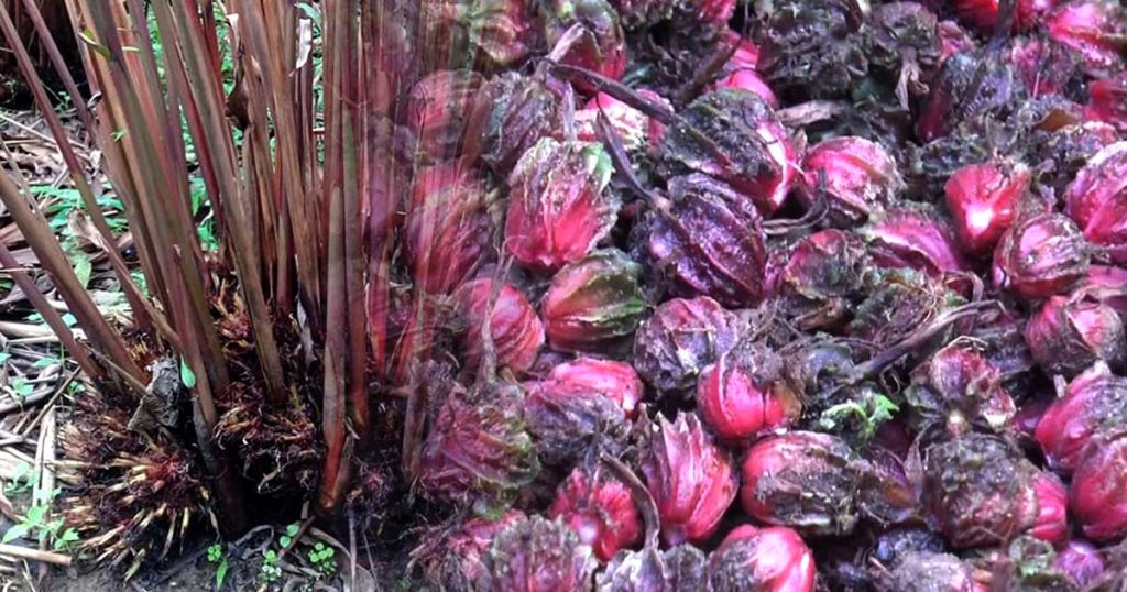 अलैँची मासिन थालेपछि किसान चिन्तित