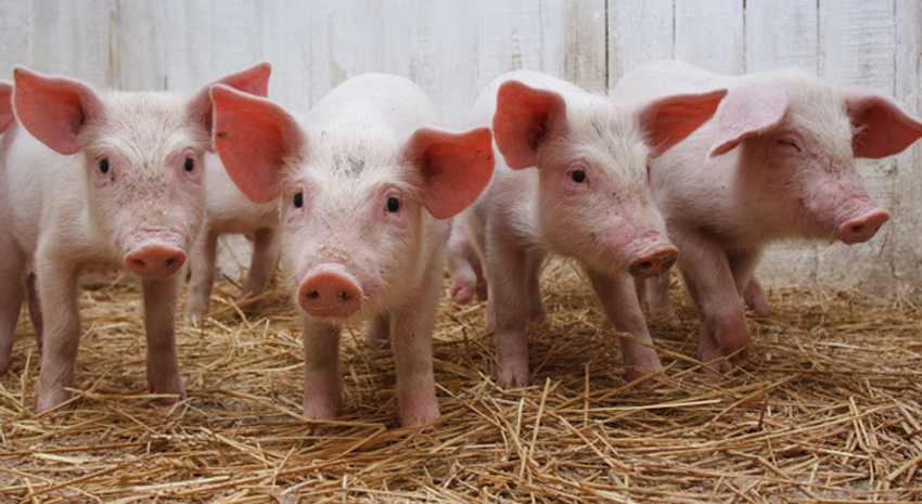 बर्दियामा बङ्गुर मिसन कार्यक्रम