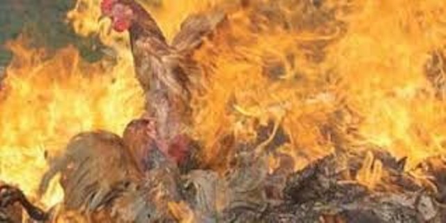 कुखुरा फार्ममा आगलागी