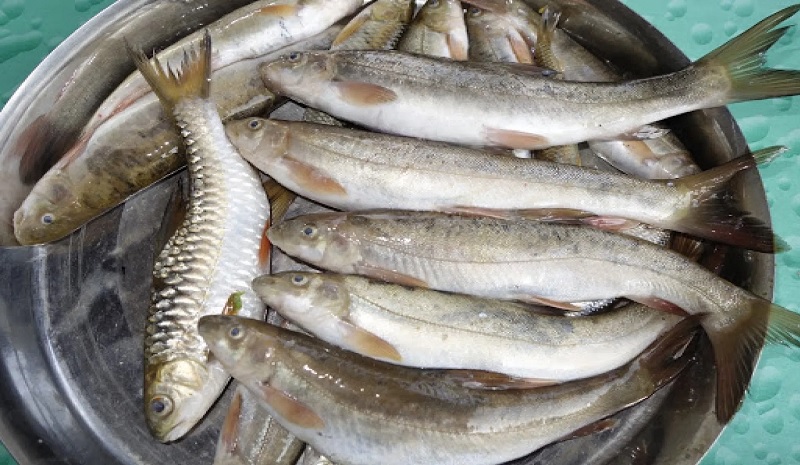 लोपोन्मुख प्रजातिका माछा बढ्दै