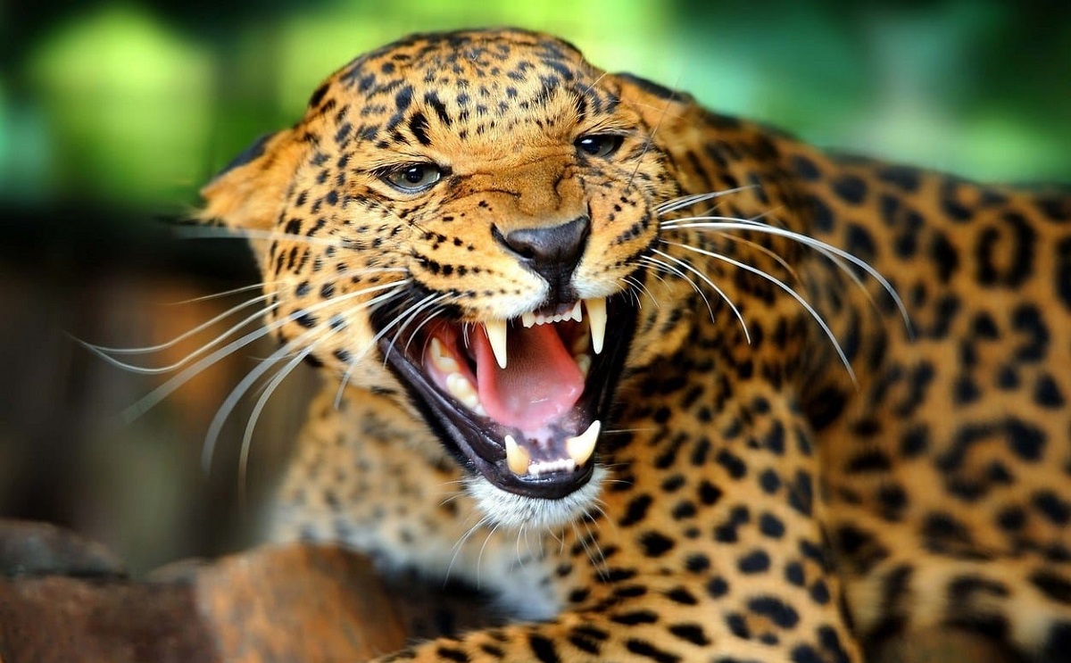 बस्ती छिर्दै चितुवाः नियन्त्रणका लागि उपकरण र जनशक्ति अभाव image