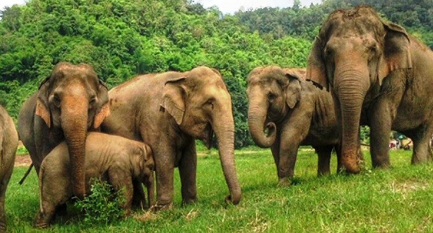 विश्व हात्ती दिवसः वन र वयन्जन्तुको संरक्षण गर्दैछ हात्ती image