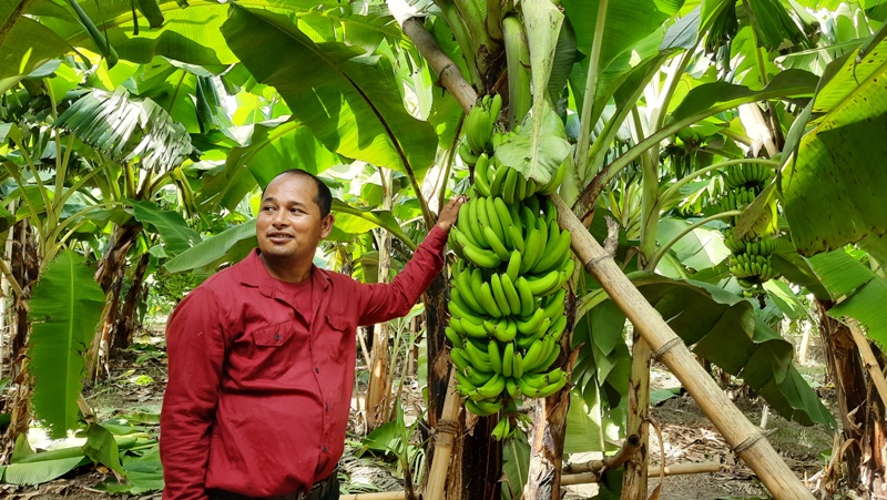 इजरायलमा हुने उन्नत जातको केरा खेती झापामा image