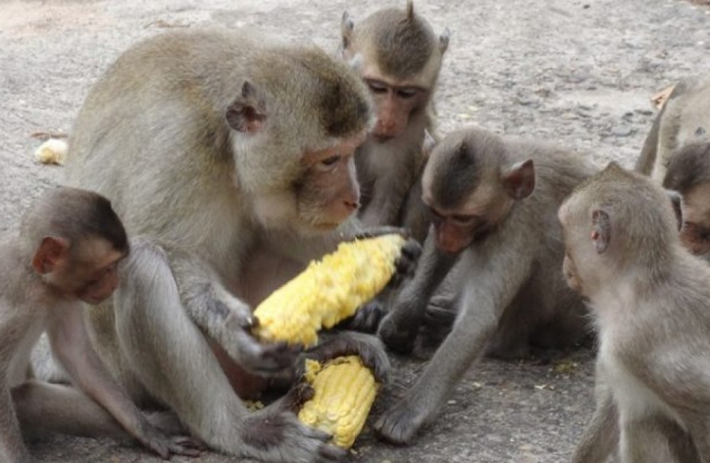 मकै जोगाउन रातमा जाग्राम