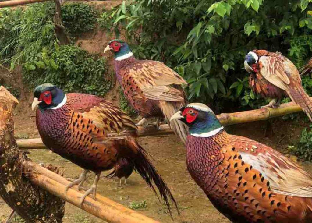 सेवा निवृत्त सैनिकको रहरलाग्दो कालिजपालन