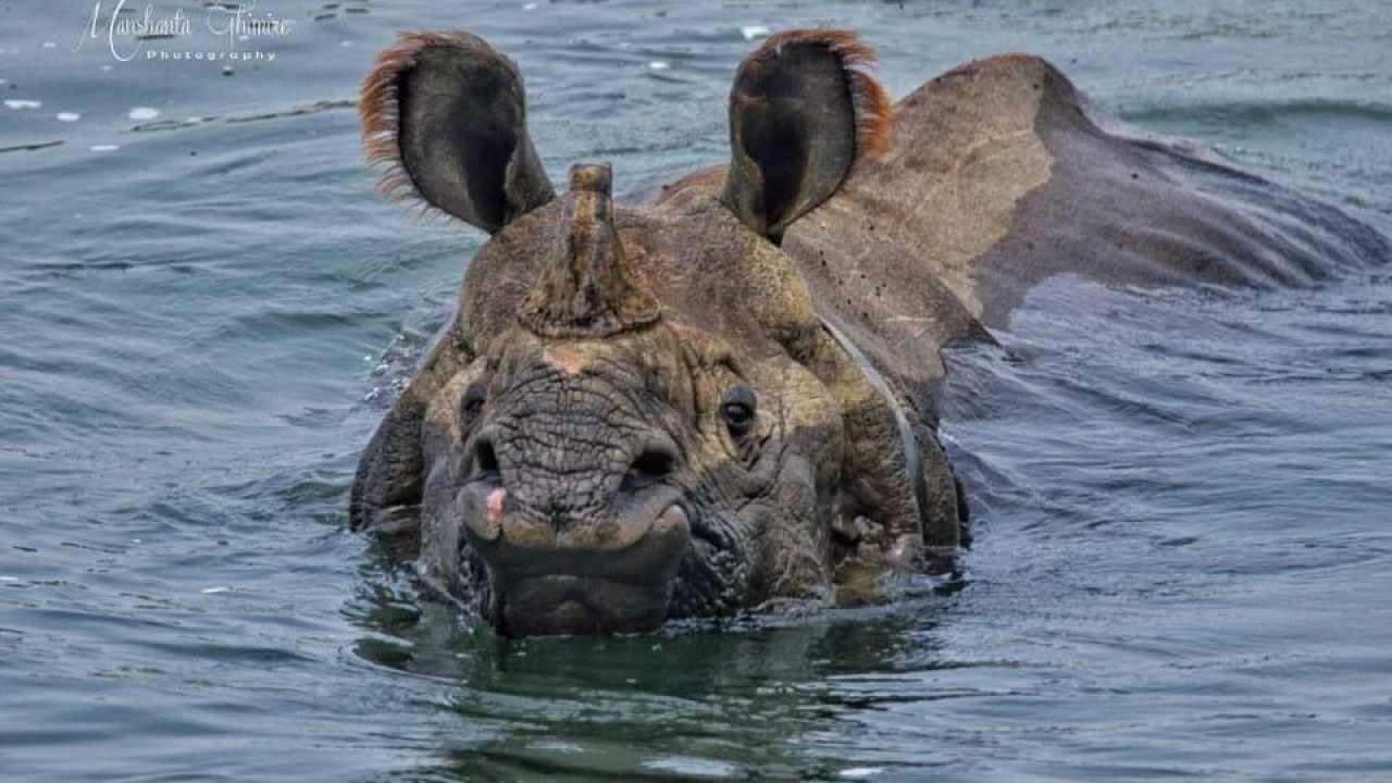एकसिङ्गे गैँडा संरक्षणमा चुनौती image