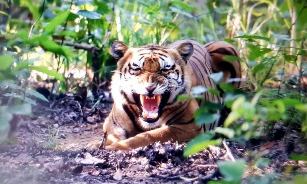 बाघको आक्रमणबाट एक भारतीय नागरिकको मृत्यु image