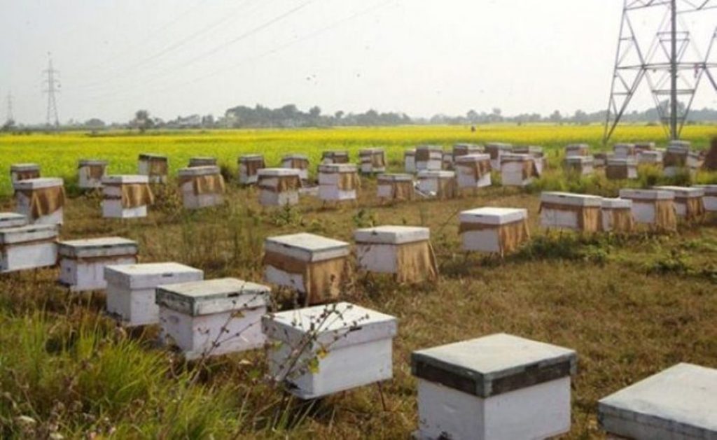 सिक्किम पुग्दै बागलुङमा उत्पादित मौरीघार