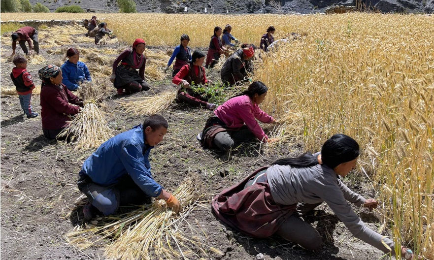 बाली भित्र्याउँदै उपल्लो डोल्पाका किसान