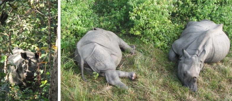 एकै परिवारका तीन जना गैँडा तस्करीमा संलग्न