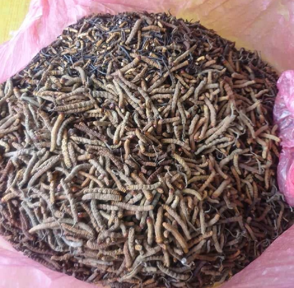 यार्सागुम्बासहित चार पक्राउ image