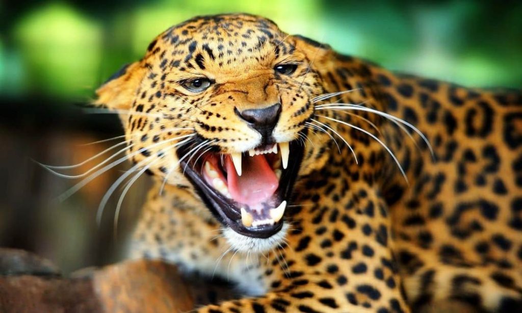 फार्मभित्र छिरेर चितुवाले छ बाख्रा मार्‍याे