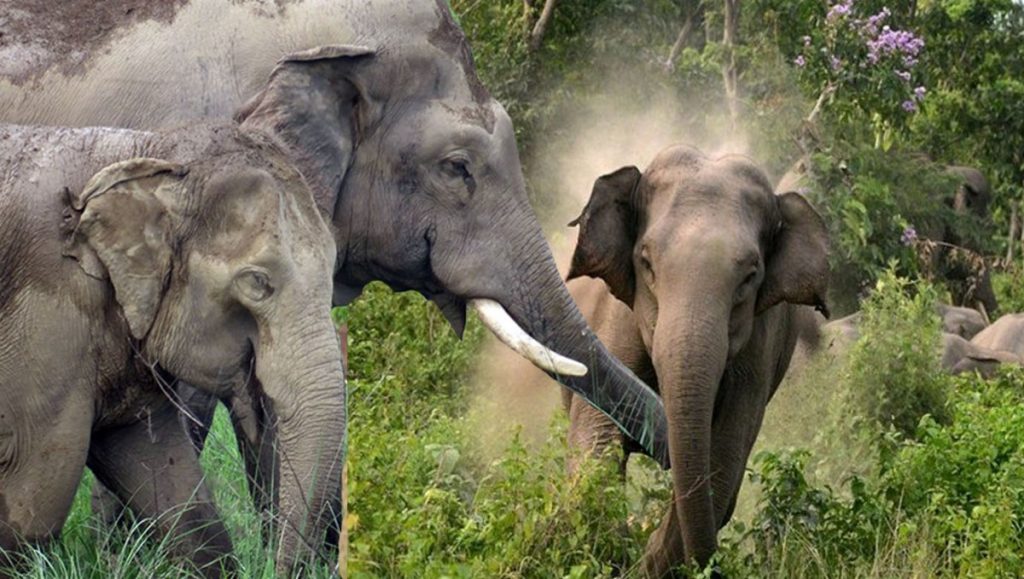 हात्तीको आक्रमणबाट मृत्यु