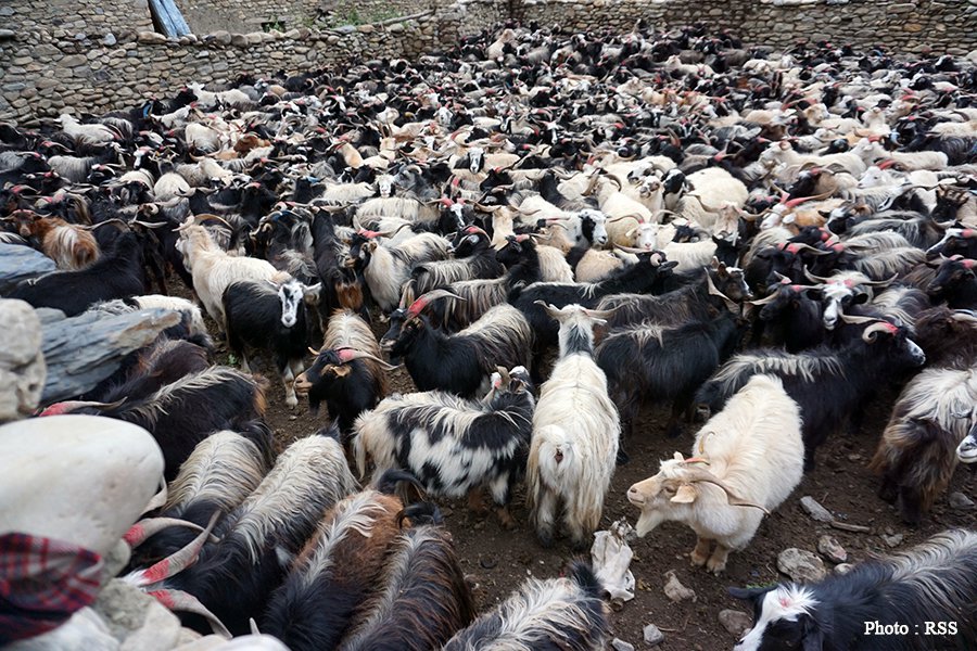 महंगो दसैं, एक किलो च्यांग्रा कै १५ सय रुपैयाँ