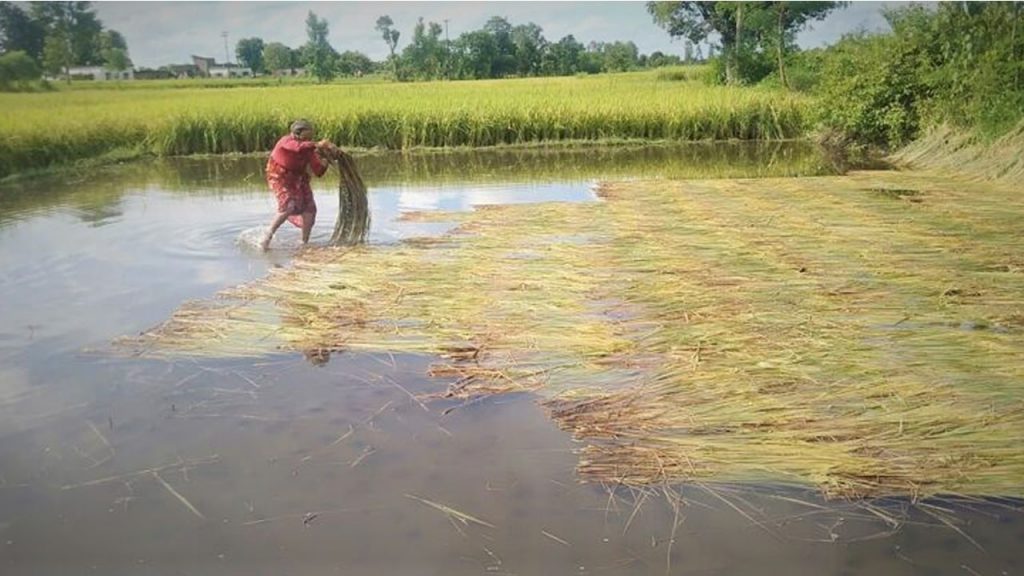 बेमौसमको वर्षाका कारणा ८५ हजार हेक्टर क्षेत्रफलमा लगाइएको धानबाली पूर्णरूपमा क्षति