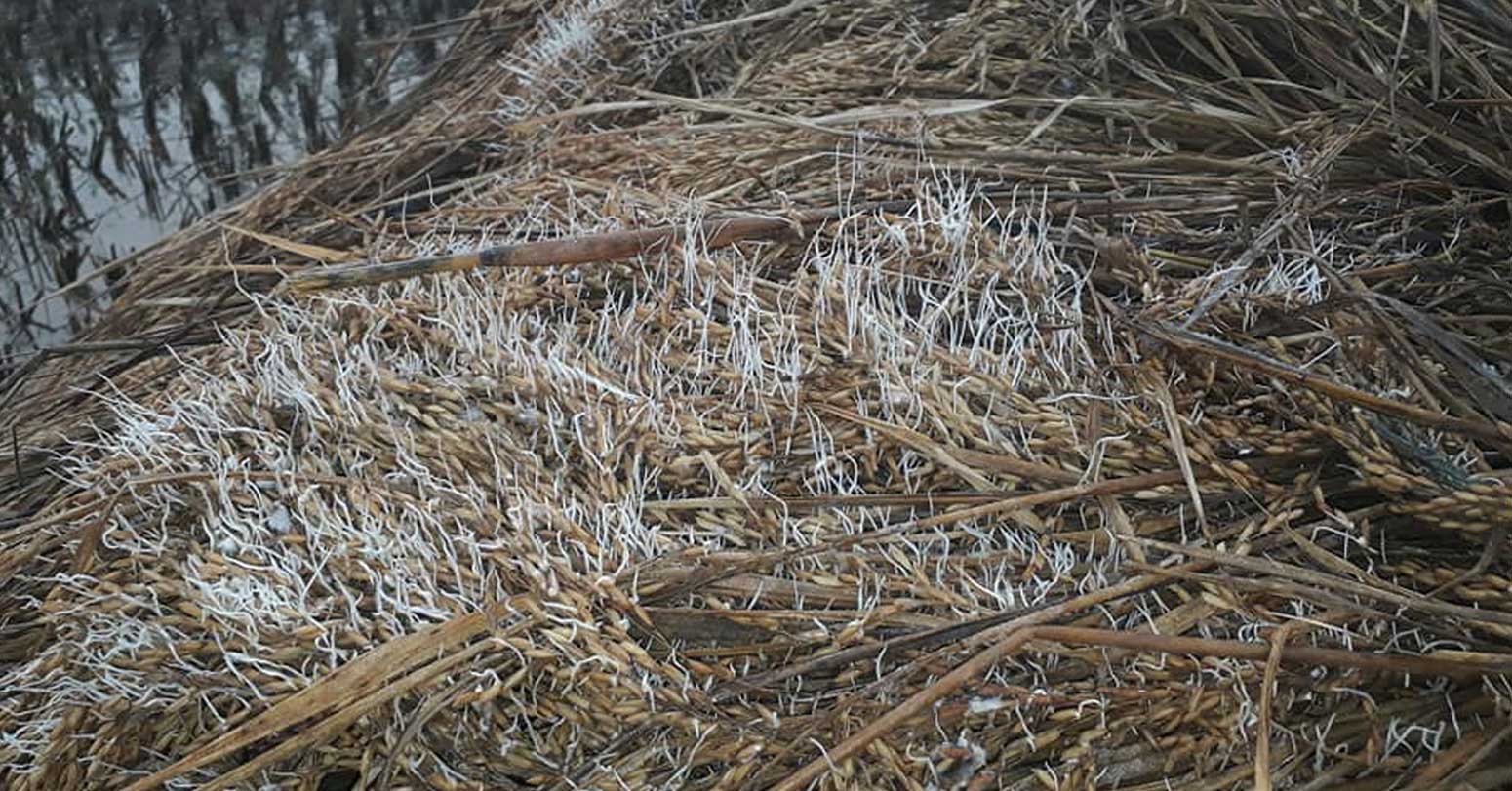 बाढीमा डुबेको धान खेतमै उम्रिन थाल्यो, किसानलाई परिवार पाल्ने चिन्ता image